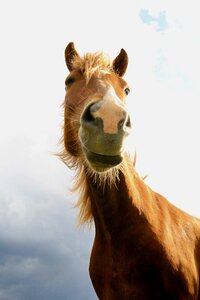 Hair fur icelandic horse