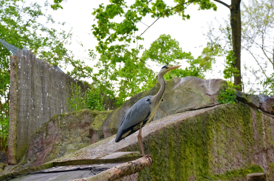 Wood in the free heron