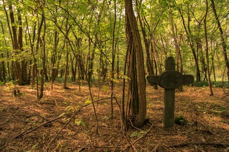 Forest cemetery grave