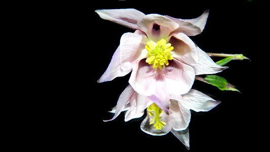 Flower pink flower pink