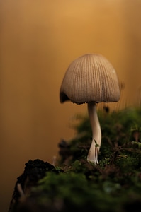 Coprinus micaceus forest floor autumn