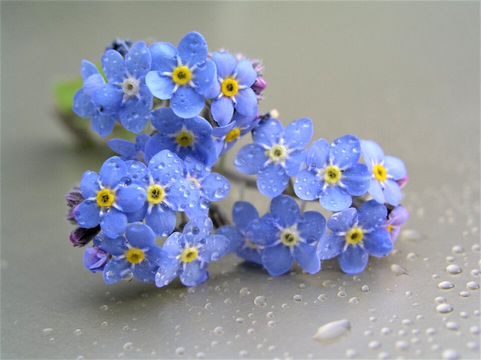 Floral color petal