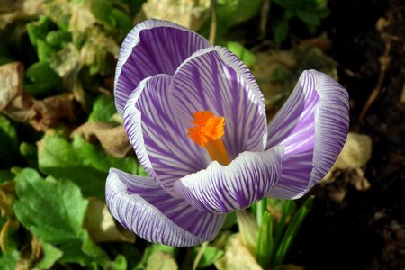 Plant leaf garden photo