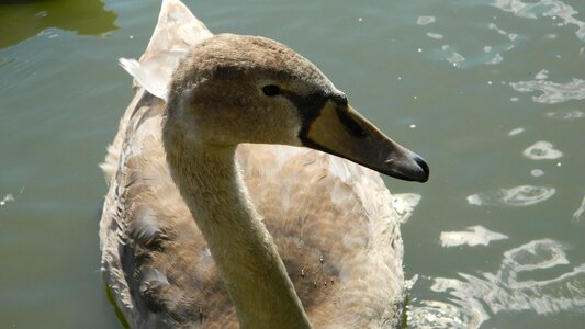 Water bird nature