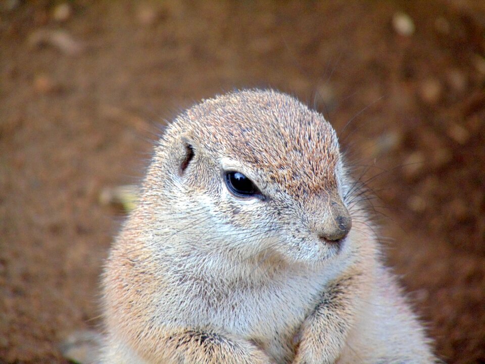 Wild world mammal zoo