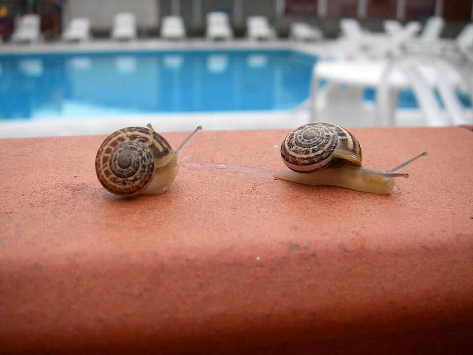 Snail Free photos