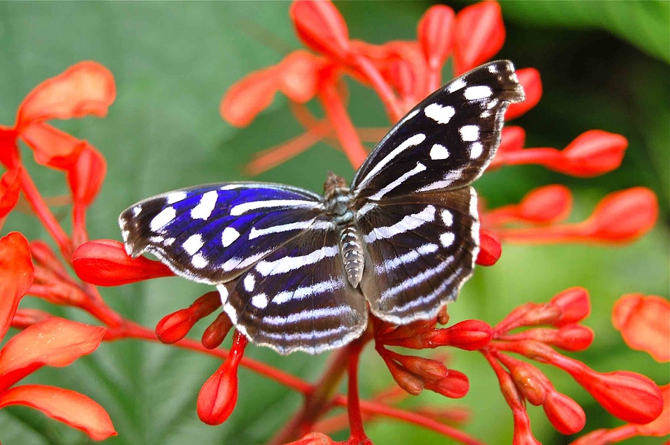 Insect nature monarch