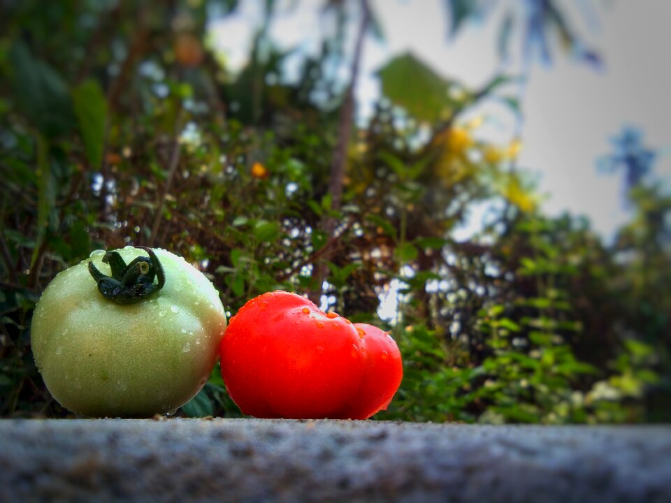 Tomato healthy outdoors