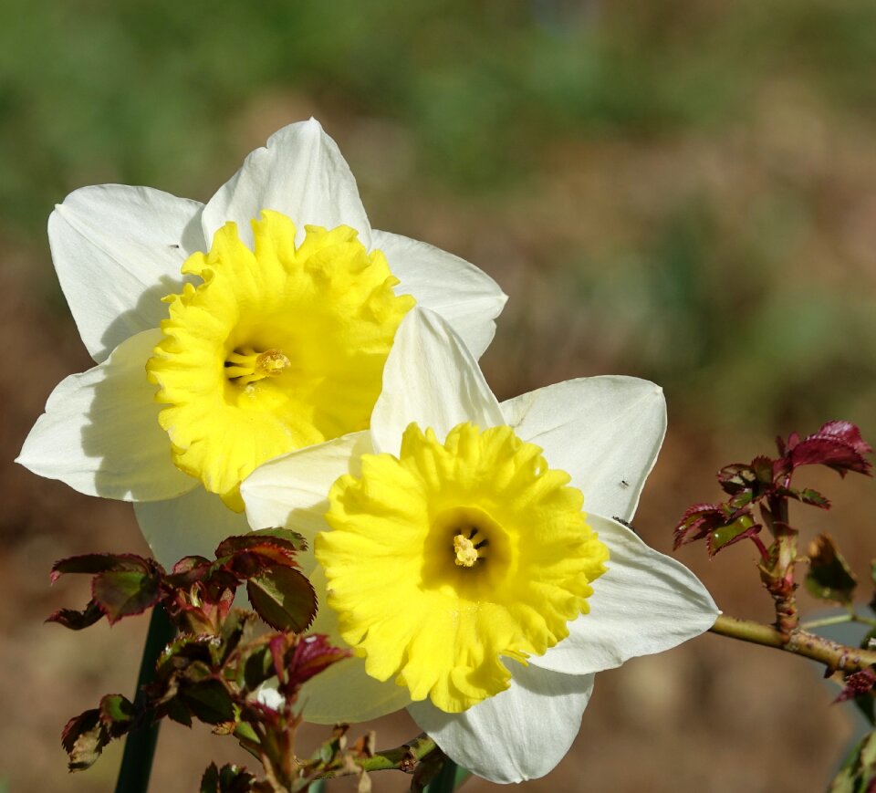 Flower the pin daffodils the announcement of the spring of the abbey