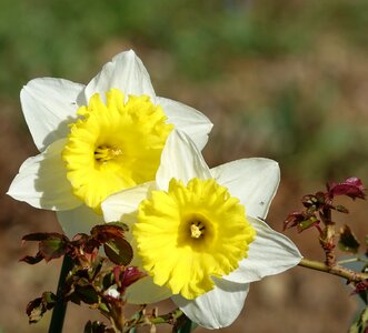 Flower the pin daffodils the announcement of the spring of the abbey