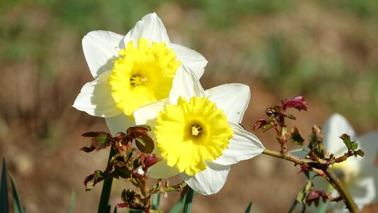 Nature daffodils fulfillment
