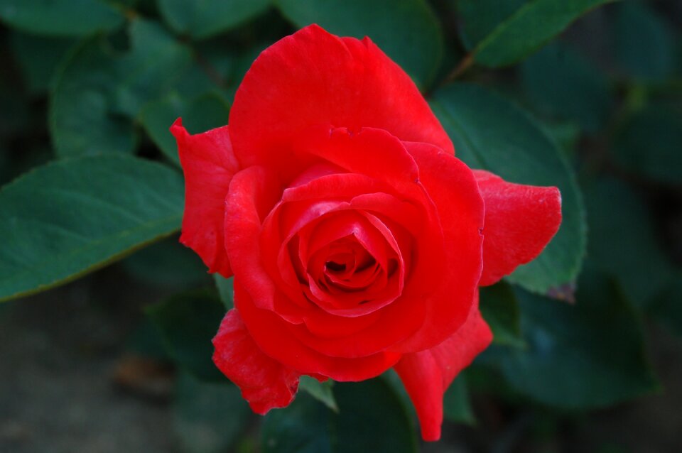 Rose petal plant