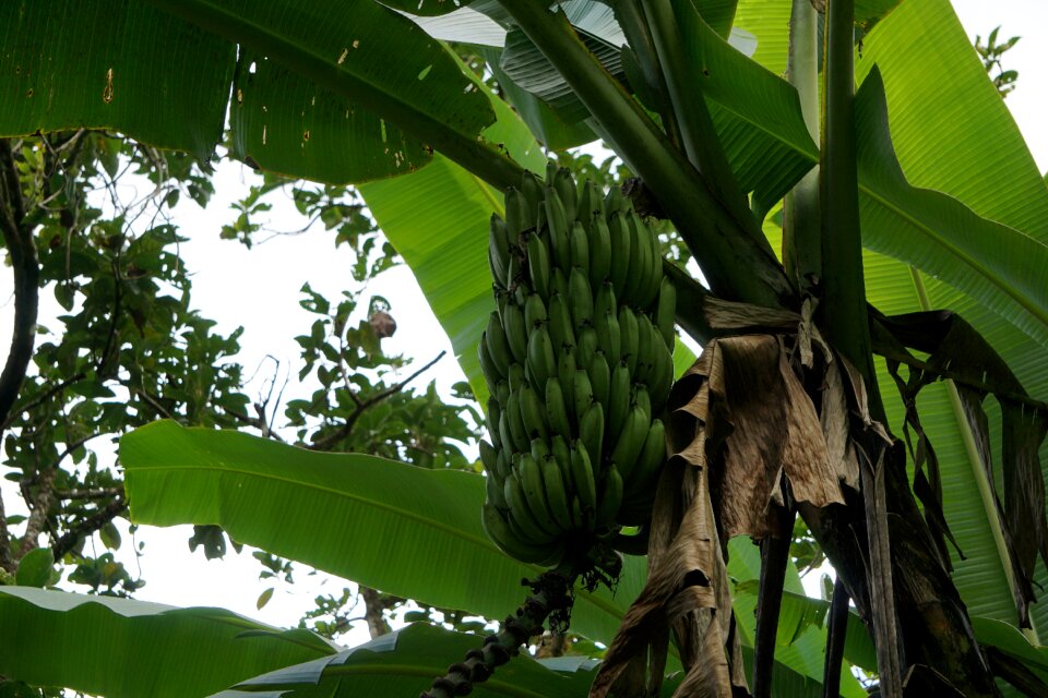 Food flora green banana