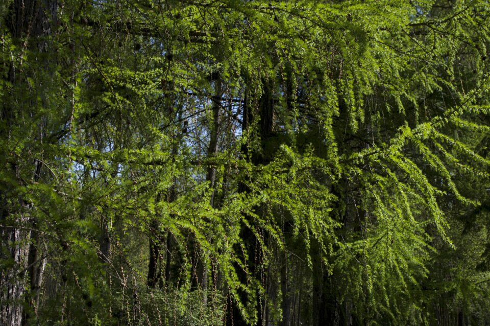 Flora landscape larch