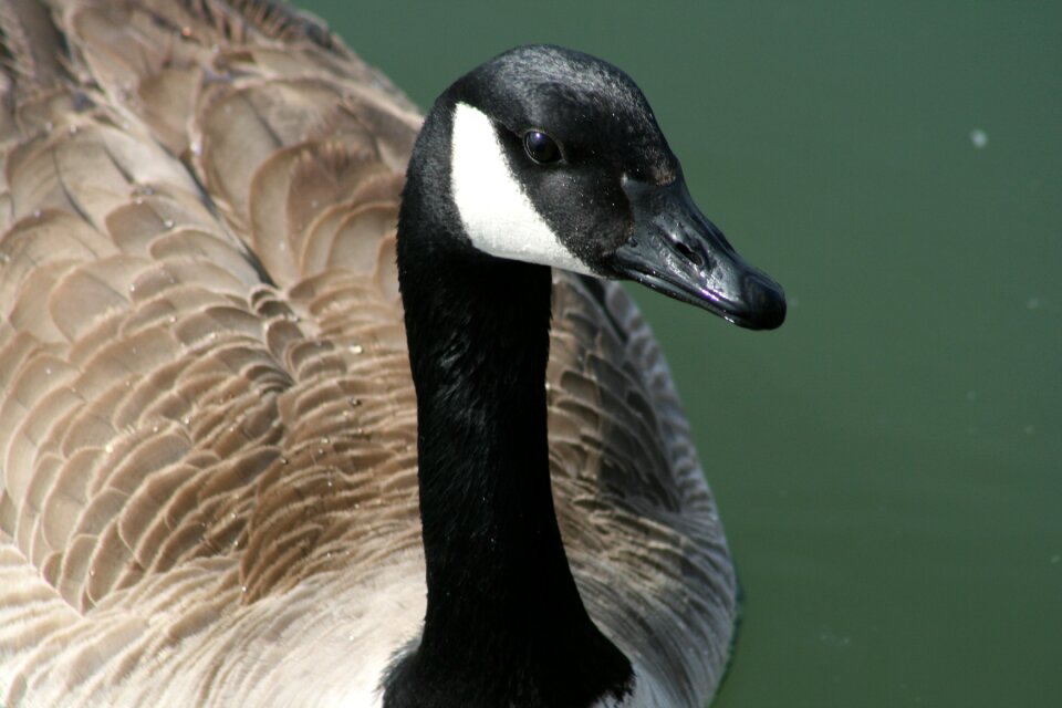 Feather goose water