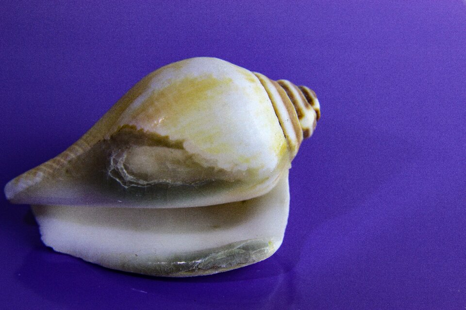 Snail gastropod sea