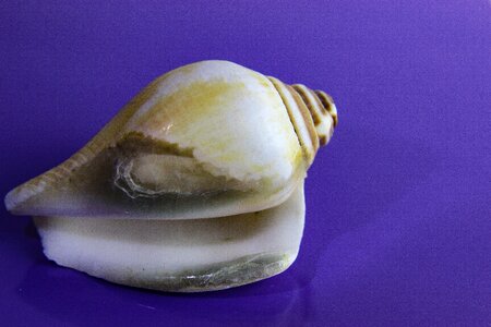 Snail gastropod sea