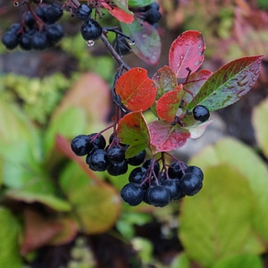 Aronia berries are black berries ripe berries