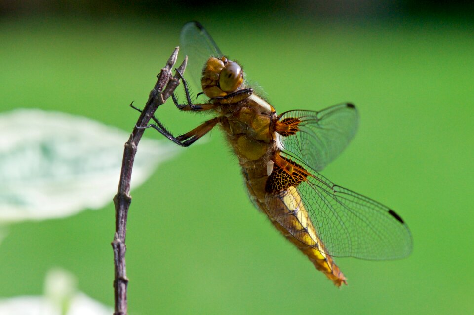 Animal wildlife