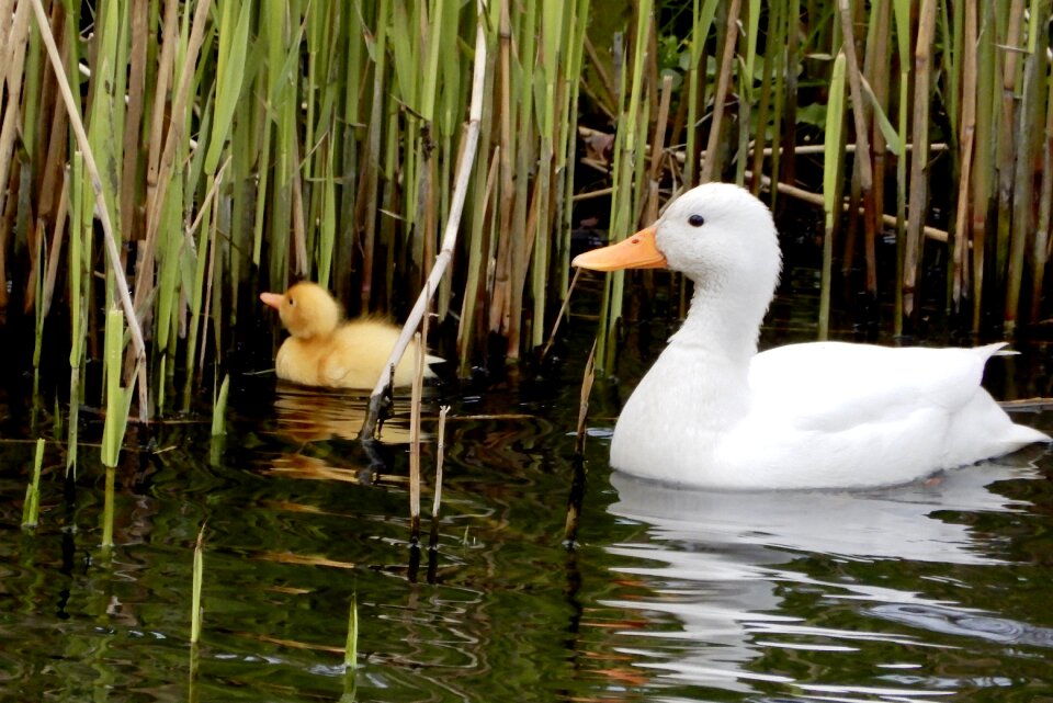 Nature water birds chick photo