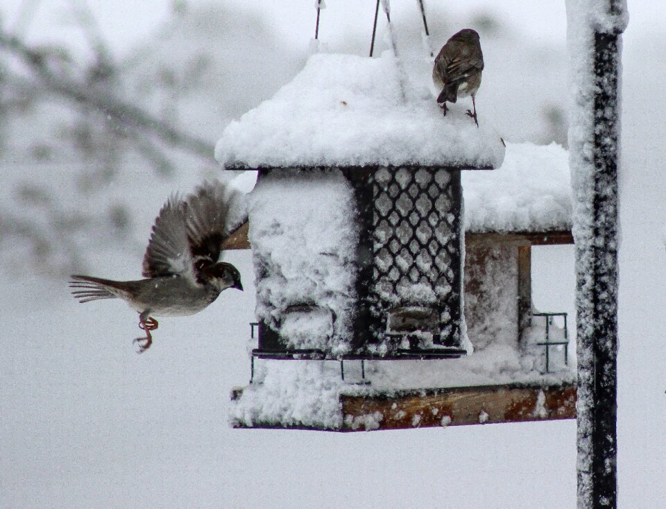 Pigeon cold flying bird