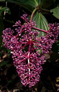 Purple bloom blossom