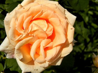 Roses garden Free photos