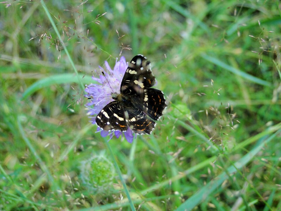 Lawn summer butterfly day