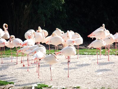 Animal animal world summer
