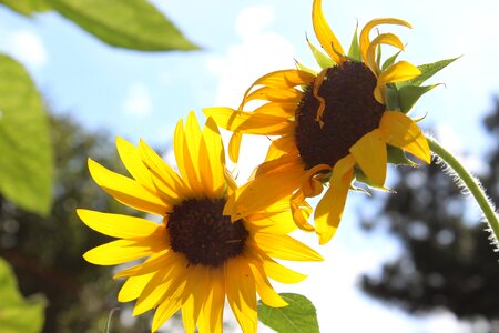 Leaf flower sunflower photo