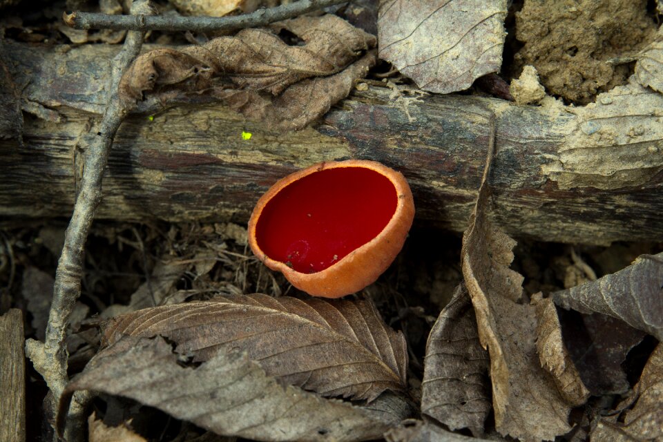 Food tree mushroom