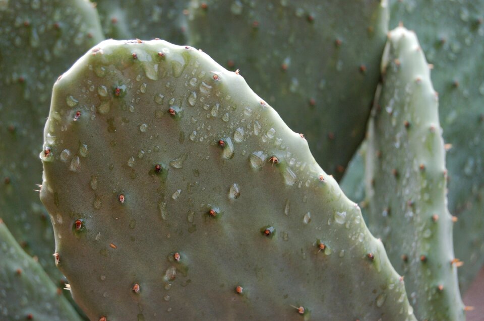 Cactaceae succulent plants Free photos