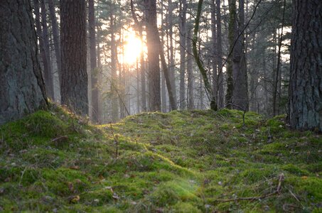 Panoramic environmental forest