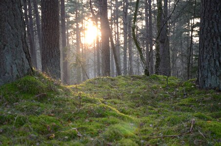 Panoramic environmental forest photo