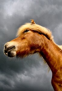 No person the nature of the horse