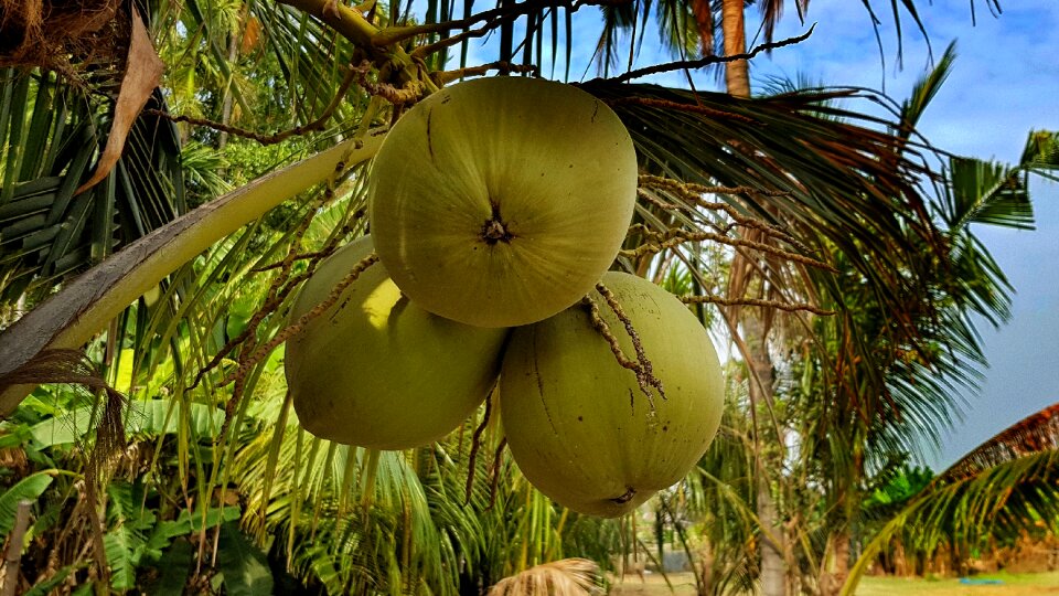 Tropical palm nature