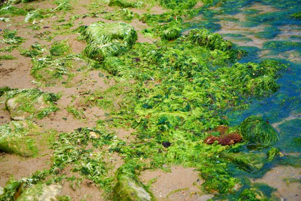 Wallpaper moss texture