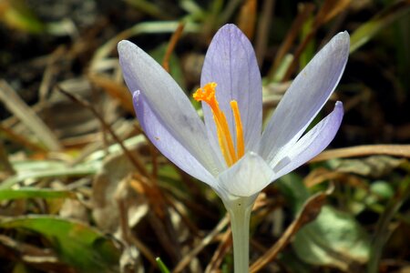 Plant leaf early spring photo