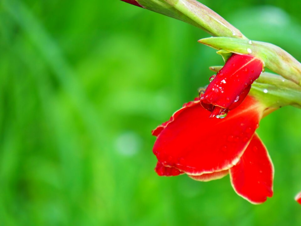 Sheet gladiolus summer
