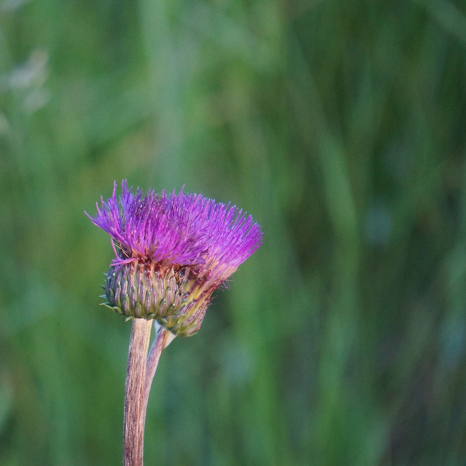 Asteraceae wildflowers flower