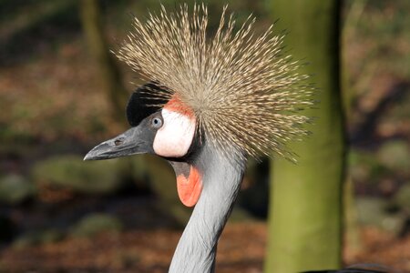 Animal world animal wild