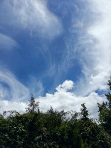 Panoramic tree cloud