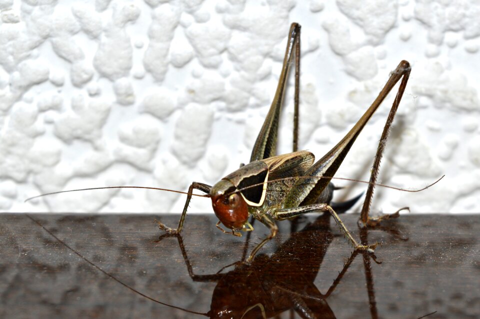 Nature bug animal kingdom