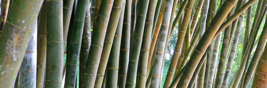 Plant the regularity of the detail