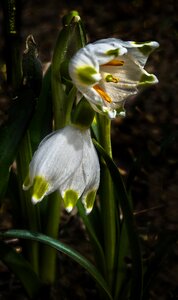 Maerzgloeckchen great snowdrops leucojum vernum photo