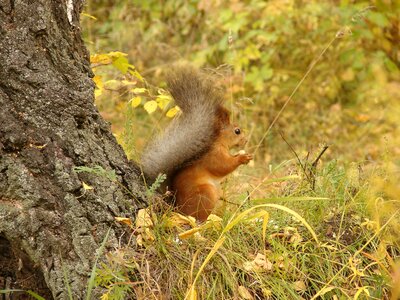 Mammals squirrel tree
