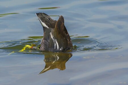 Birds nature duck