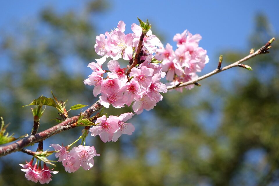 Tree nature cherry blossom
