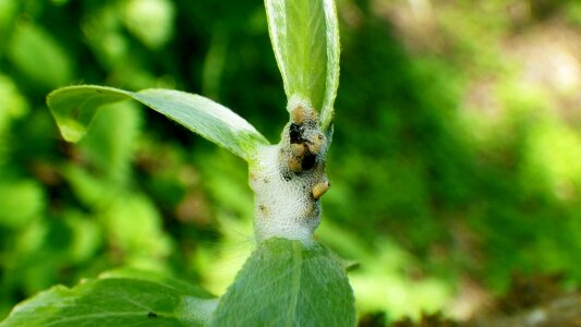 Insect growth in the free