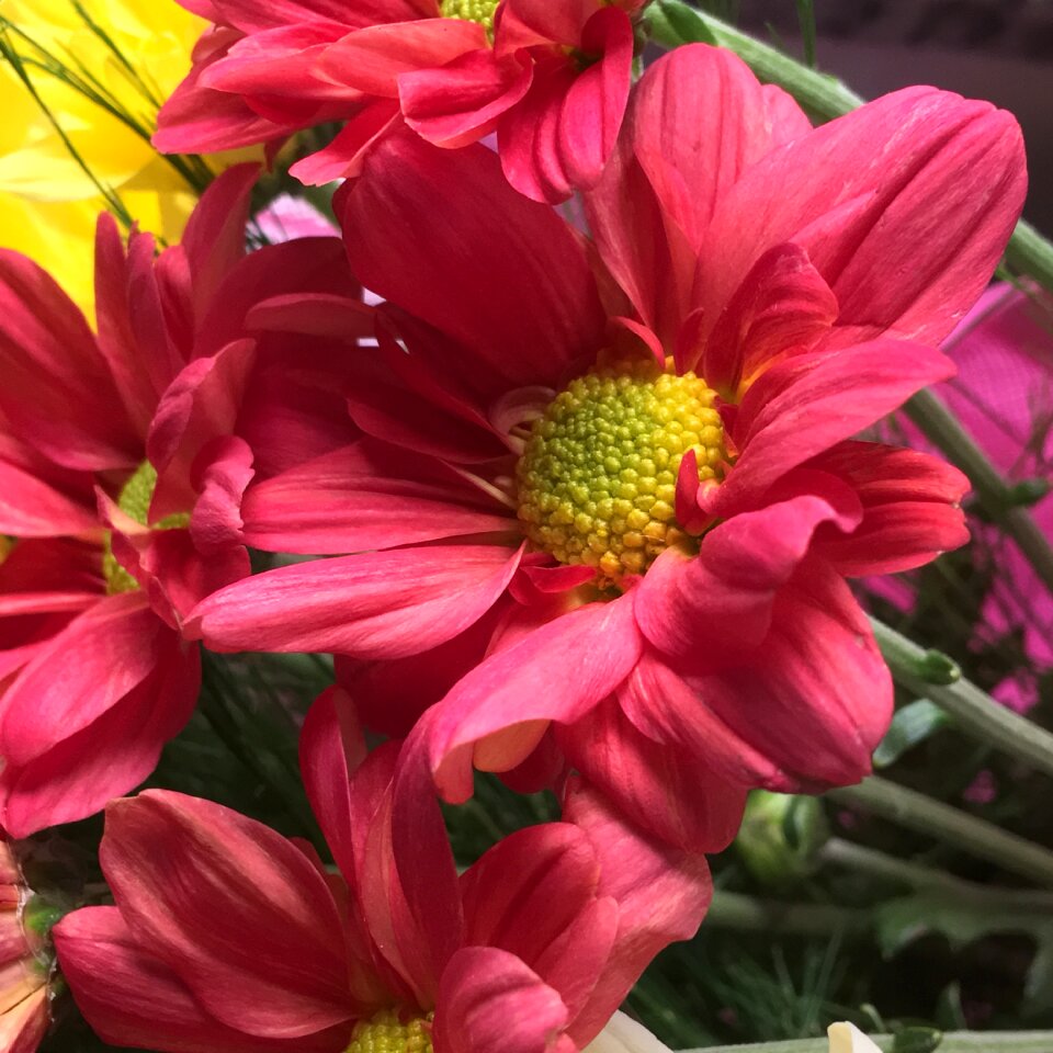 Petals nature flower